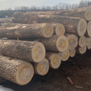 Elm Logs